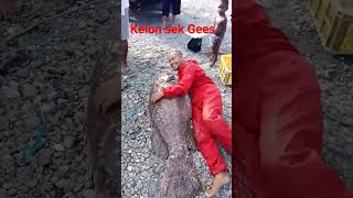 kelom Karo kerapu monster