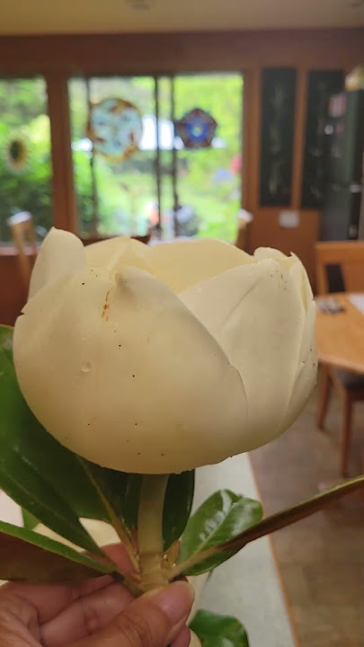 Magnolia Flower #pretty #magnolia #hawaii