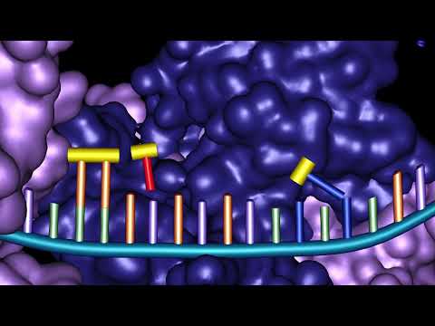 Video: Cosa succede durante la trascrizione del DNA?