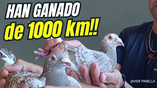 PALOMAS MENSAJERAS. Estas palomas son ÚNICAS! MIRÁ!!! Javier Piniella, excelente palomar!