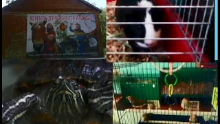 Ахтубинская станция юных натуралистов (АСЮН) Ахтубинская станция юных натуралистов (АСЮН)