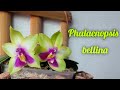 Phalaenopsis bellina несколько вариаций.