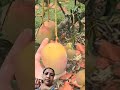 mango ki kheti #agrifuture #agriculture #youtubeshorts #trending