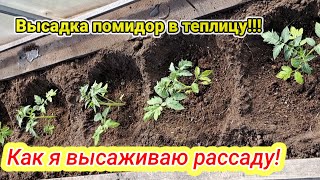 Высадка помидор в теплицу!!! Как я высаживаю рассаду!