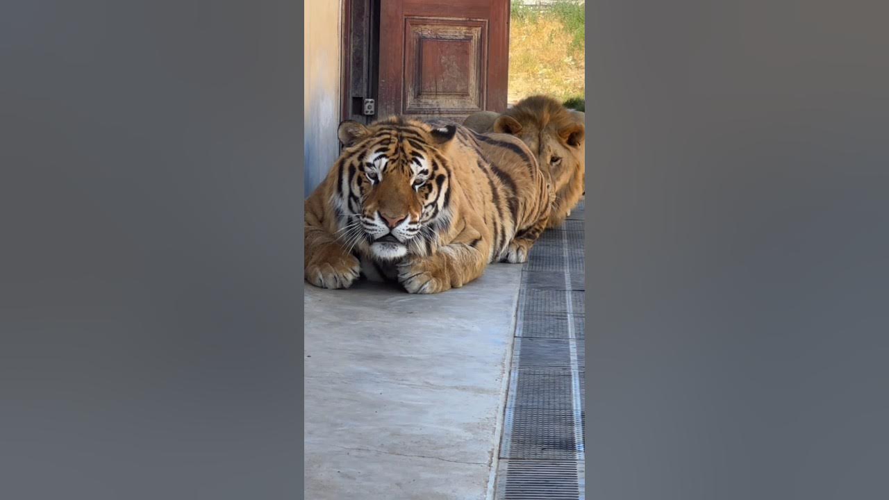 Sneaky Tiger and Lion π³π―π¦ Sneaky Tiger and Lion π³π―π¦