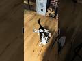 Doggie