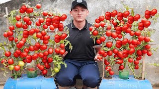 How To Grow AMAZING Tomatoes On Your Terrace! Gardening Tips