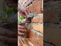 Trash Bottles to Vertical Wall Garden.#lifehacks #diy #gardening