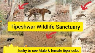 Tipeshwar wildlife sanctuary Starmale , best time visit  sunna Gate Tiger reserve @pranaytyson