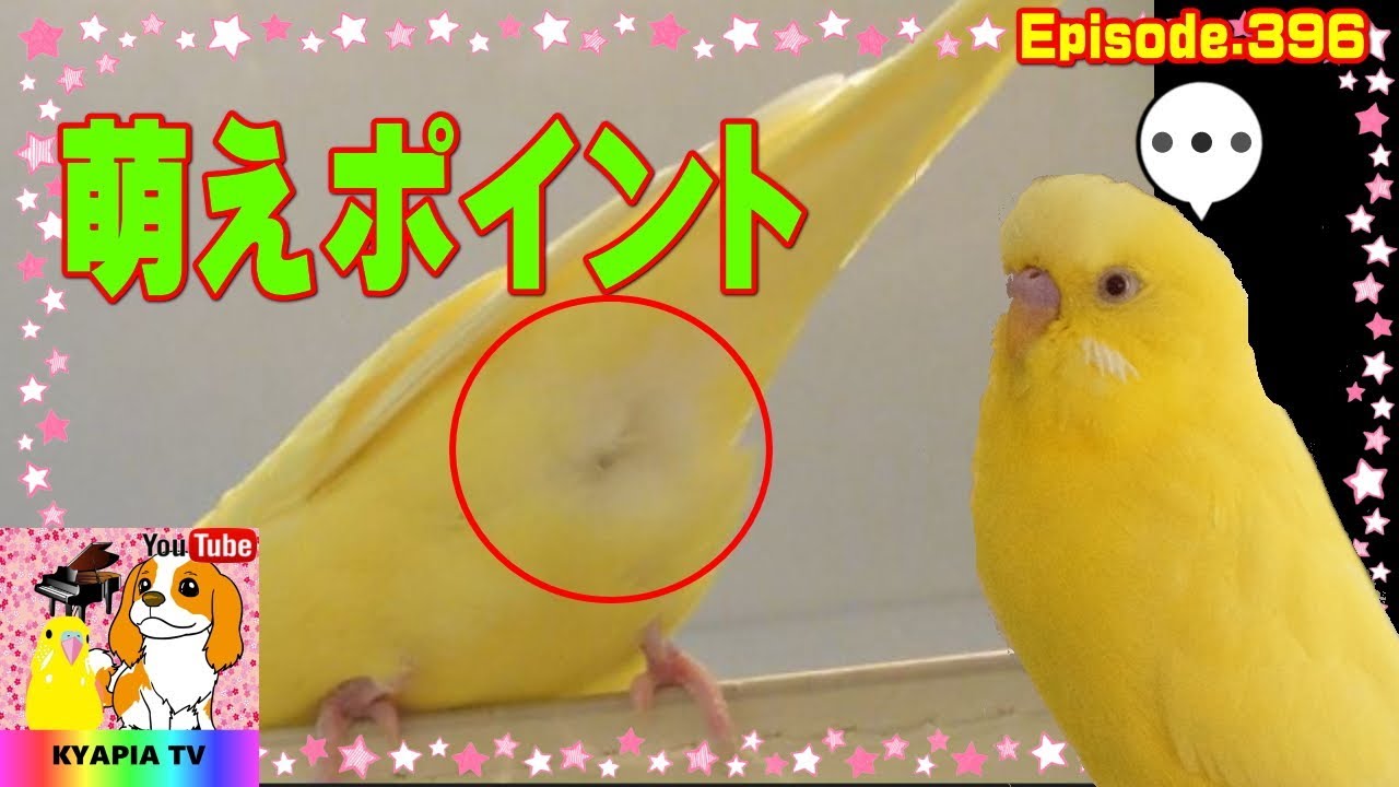 可愛いしぐさ セキセイインコのココが好き396 癒し面白い動物ペット