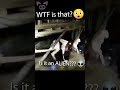 Mysterious Creature Attacks Goat #Shorts