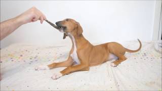 Hiddekel Fci Gam - Azawakh Male