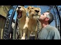 It's MOVING Day! - Part 2 | The Lion Whisperer