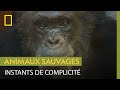 Un chimpanzé joue avec sa soigneuse avant de pouvoir intégrer le refuge