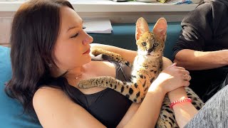 MIA'S SERVAL HAD HER STITCHES REMOVED / Chausie and a special tame massage