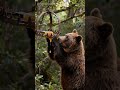 Will it Press the Trap for that sweet honey? 🐻🍯 #slowmotionpaw #trapwatch #shortclips