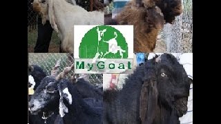 Organised Goat Farm at Yashodavana Goat farm - Mysore