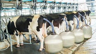 Modern organic cow farming technology for world&#39;s delicious milk &amp; cheese. Amazing poultry farming