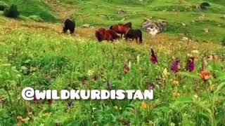 Kurdistan Reisebüro Reisen Urlaub Travel Abenteuer adventure journey Resimi