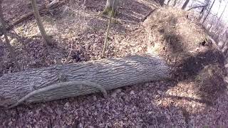 Another downed oak - firewood or lumber? by ilikeurtractor 76 views 3 years ago 11 minutes, 5 seconds
