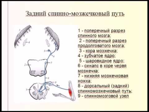 Видео: Проблемы, стоящие перед ветеринарной профессией в Ирландии: 1. Клинические ветеринарные службы