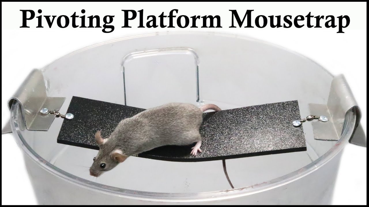 An Awesome and Simple Mouse Trap That Works! The Mouse Bucket Device.  Mousetrap Monday 