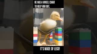 Rescued Duckling Overcoming a Rough Start | Here With Us Farm Sanctuary #shorts