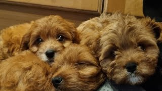 Training a Cavapoo puppy. How is 9 weeks old Max doing after 1 week? by Puppy Steps Puppy Training 671 views 7 months ago 1 minute, 6 seconds