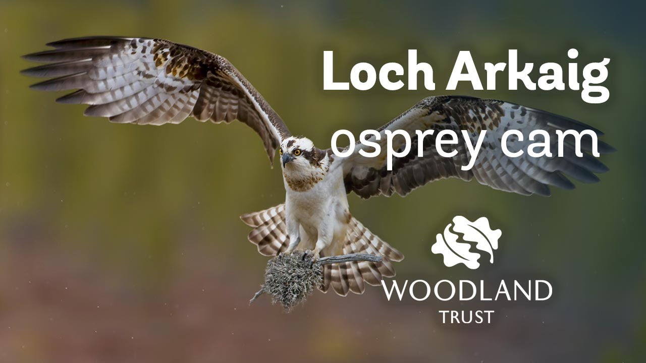 loch osprey cam