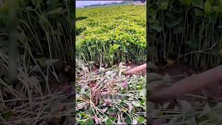 Why Do People Cut And Throw Away Vegetables? The Real Secret Is Underground