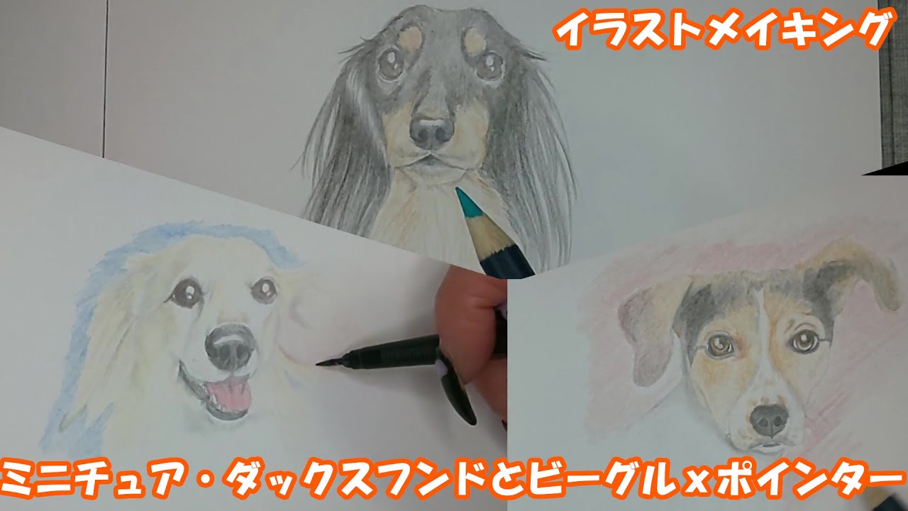 ダックスの豆知識】かわいいミニチュアダックスとビーグルxポインター