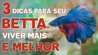 3 DICAS PARA SEU BETTA VIVER MAIS [ E MELHOR ]