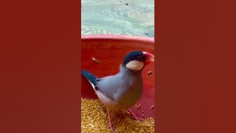 Fascinating Facts and Care Tips for Java Sparrows | Your Guide to These Exquisite Pet Birds