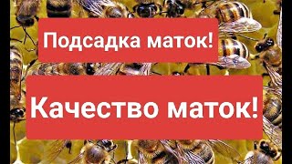 Подсадка маток! Качество маток!