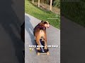 Giotto the skateboarding Aussie bulldog and his encounters 😂🐶
