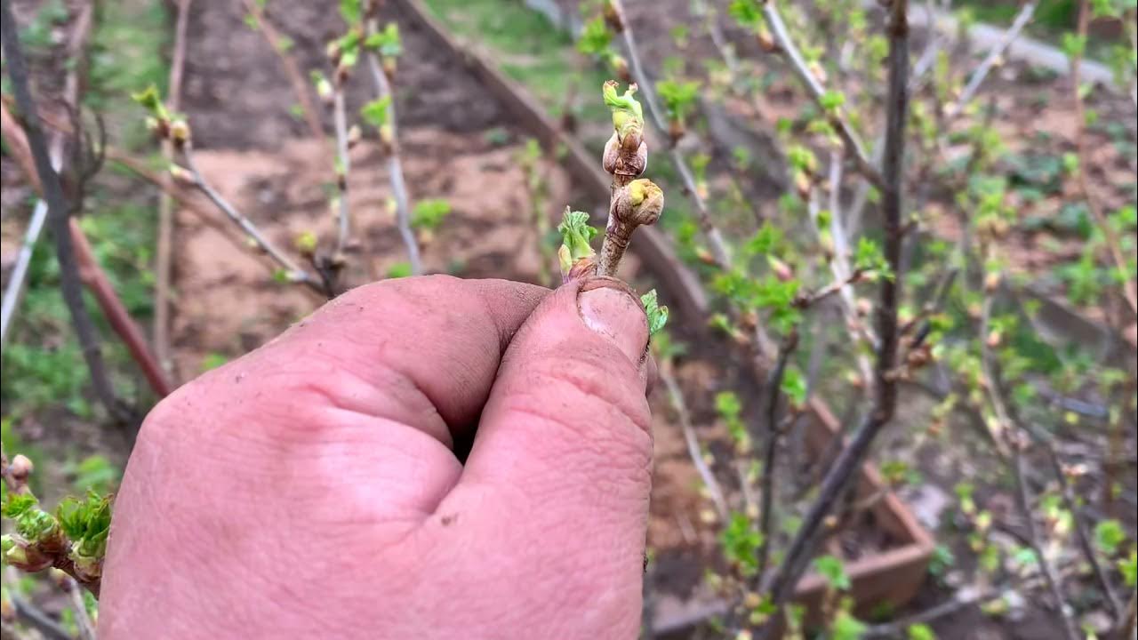 Клещи на смородине фото и борьба. Почковый клещ смородины. Черная смородина почковый клещ. Почковый клещ. Почковый клещ на черной смородине.