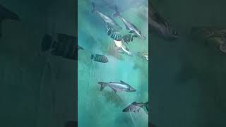 Fish Tunnel Expo Kharghar shortvideo shorts