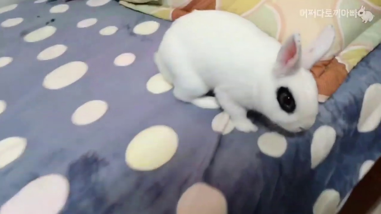 《兔子在床上大便》Rabbit pooping in bed YouTube