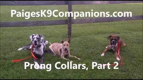 Prong Collars Part 2