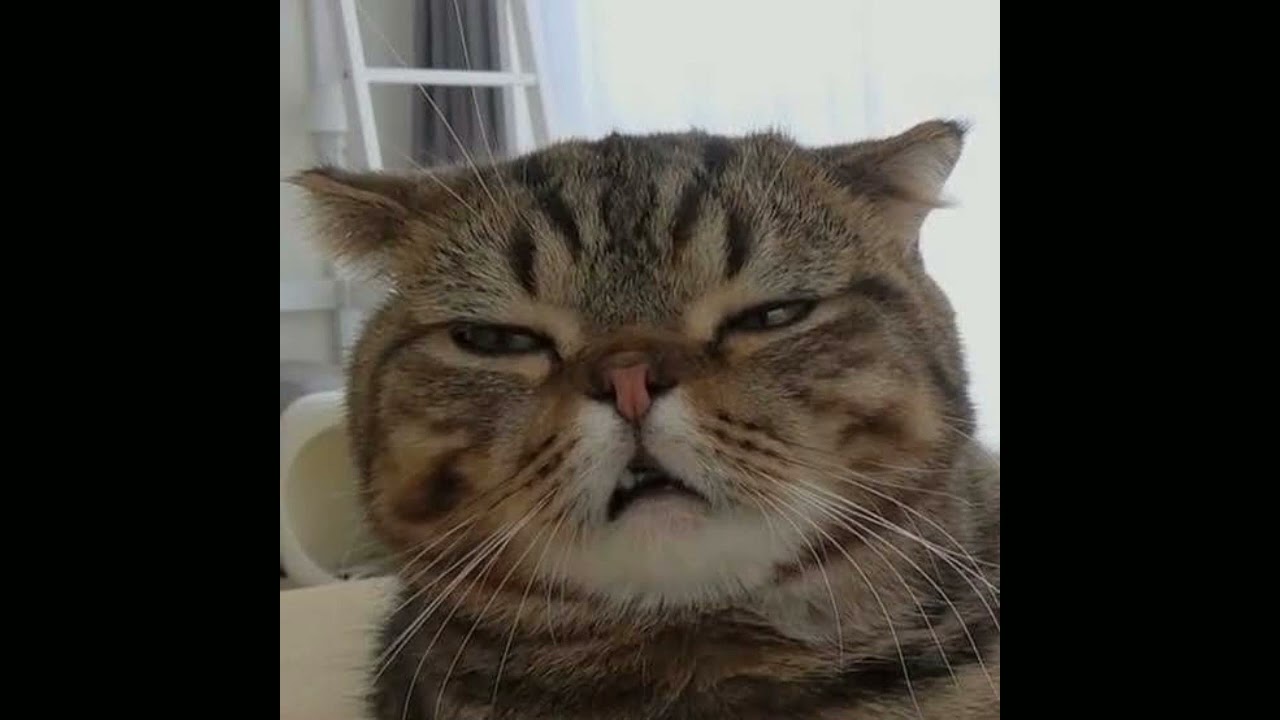 I- land // into the i-land ( final version) [repost] // sped up [reqsong]