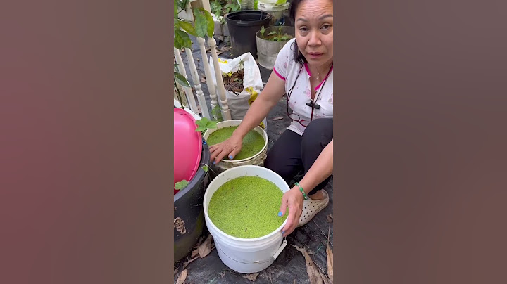 Growing duckweeds in the garden! #duckweed #mosquitoprevention #garden #shorts