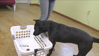 Through the magic of training you'll never have to pick up after your
dog ever again!