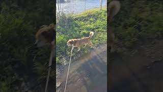 why ?  #walking #dogwalk #netherlands