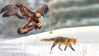 Lov lisice sa surim orlom  Sokolarstvo VI deo | Hunting with golden eagle  Falconry  Fox hunting