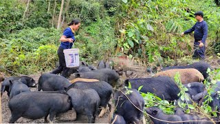 The husband helps herd the pigs. The mother pig is about to give birth,her belly touching the ground