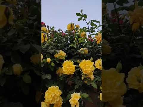 Video: Sarı Güller: Bahçe İçin Sarı Gül Çeşitlerinin Seçimi