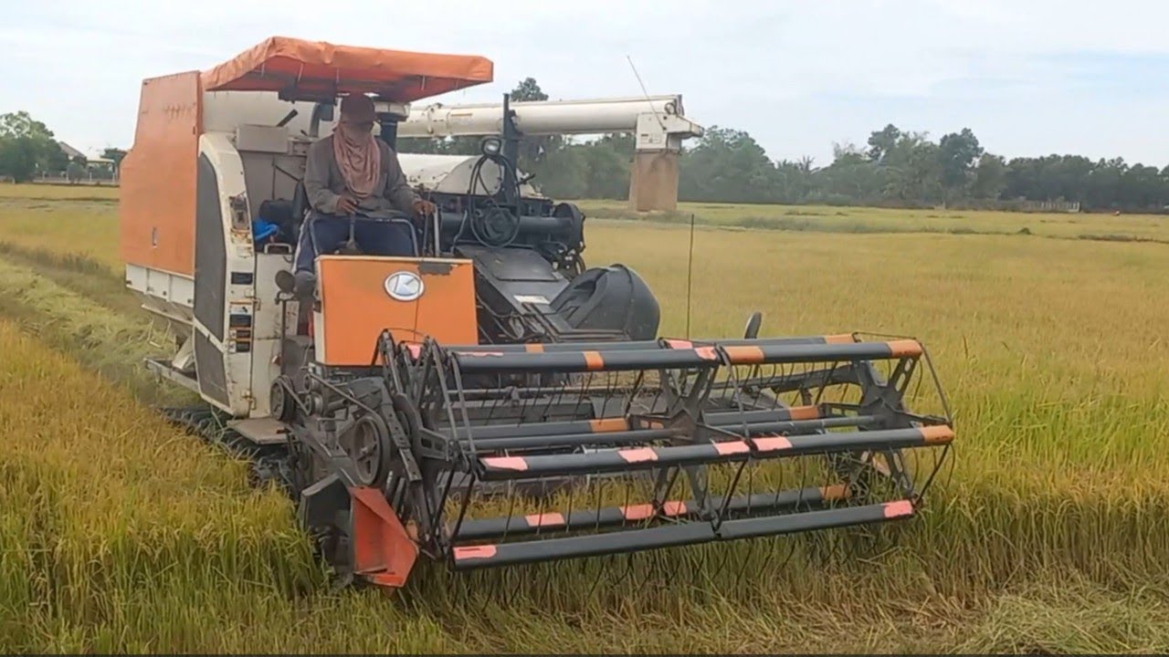 Kubota DC -105X Rice Harvesting Machine In Cambodia, Combine Harvester Skill, Rice Cutting Machinery