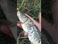 рыбалка на маховую удочку #fishing #рыбалка #carp