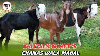 Chanas Ka Maal Kota Kid’s At Faizan Goat’s 