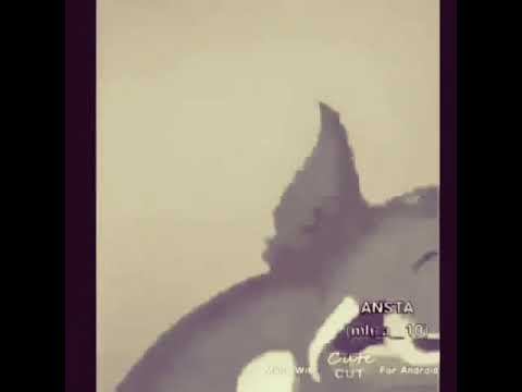 حالات واتساب اذا واحد كالي اضل وياك للموت